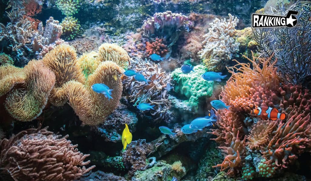 หลีเป๊ะ