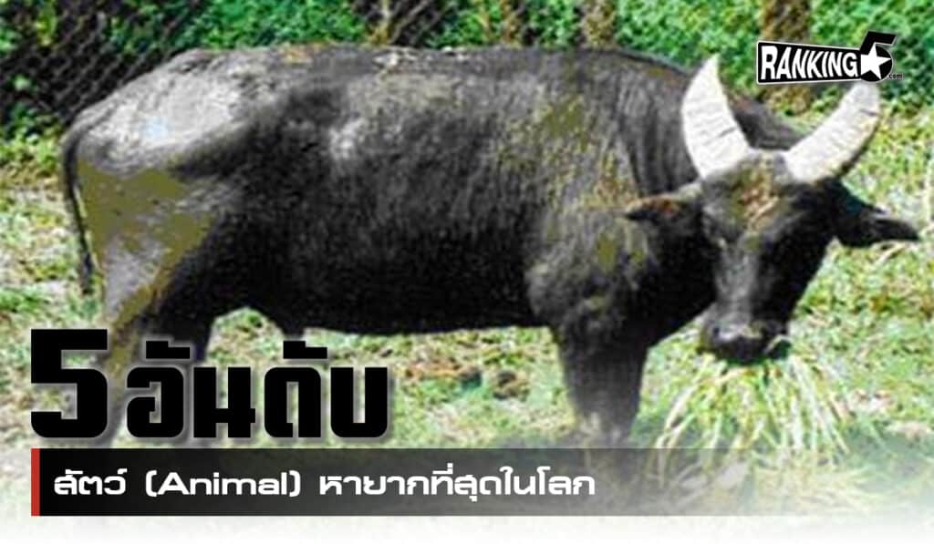 animal